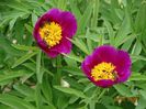 paeonia maximoweitschii