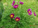 paeonia maximoweitschii