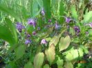 epimedium Lilafee