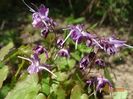 epimedium Lilafee