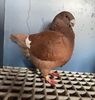 Mascul RO 23 -