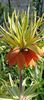 IMG-20250409-WA0026 (1)