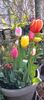 IMG-20250409-WA0016 (1)