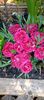IMG-20250409-WA0020