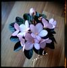N Diymovoshka ( mini )