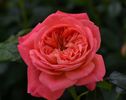 Queen of Hearts (Tufa) 50