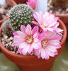 Rebutia hb Pink champagne