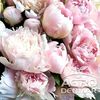 bujor-paeonia-alertie-