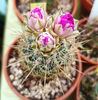 Thelocactus bicolor Huizache b