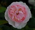 Sharifa Asma (tufa) 60