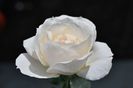 Princesse Astrid (tufa) 60