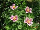 paeonia mlokosewitschii hybrid