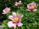 paeonia mlokosewitschii hybrid