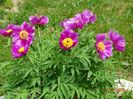 paeonia maximoweitschii