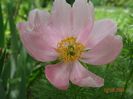 paeonia tenuifolia Rosea