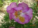 paeonia tenuifolia x mlokosewitschii
