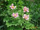 paeonia mlokosewitschii hybrid