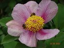 paeonia mlokosewitschii hybrid