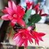 20250411_112743 - copie