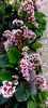 Bergenia