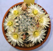 Mammillaria duwei
