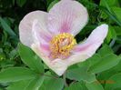 paeonia mlokosewitschii hybrid