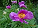 paeonia maximoweitschii