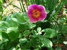 paeonia mascula