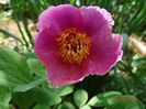 paeonia mascula