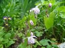 epimedium youngianum Roseum