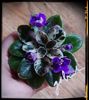 Definitely Darryl mini 50 lei