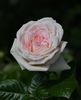 Mme Anisette (tufa) 60