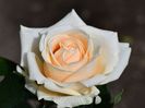 Peach Avalanche (tufa) 60
