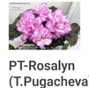 Poza net