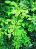 Philadelphus coronarius Aureus