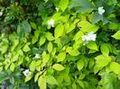 Philadelphus coronarius Aureus