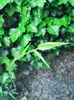 Phyllostachys nigra