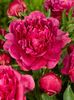 Paeonia_Lactiflora_Kansas 1