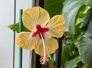 Sylvia Goodman, 60 lei