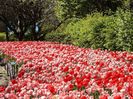 Tulips in Ottawa