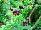 Geranium phaeum "Joseph Green"