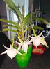 angraecum "Lady Lisa"x sesquipedale