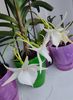 angraecum "Lady Lisa"x sesquipedale