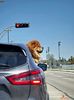 Dog in a car