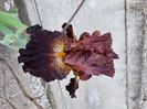 black walnut - 25 lei