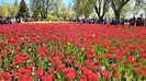 Ottawa Tulips Fest