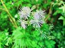 Thalictrum
