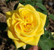 Radiant Perfume (tufa) 50