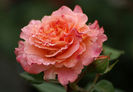 Augusta Luise (tufa) 60
