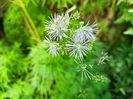 Thalictrum aquifolium
